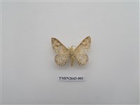藏品(尺蛾172)的圖片